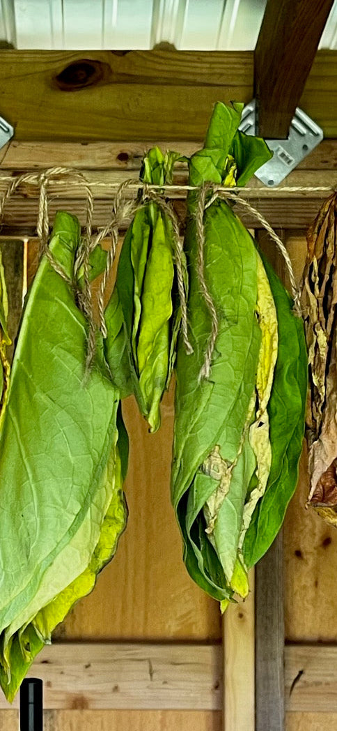“Ahus” Tobacco Seeds
