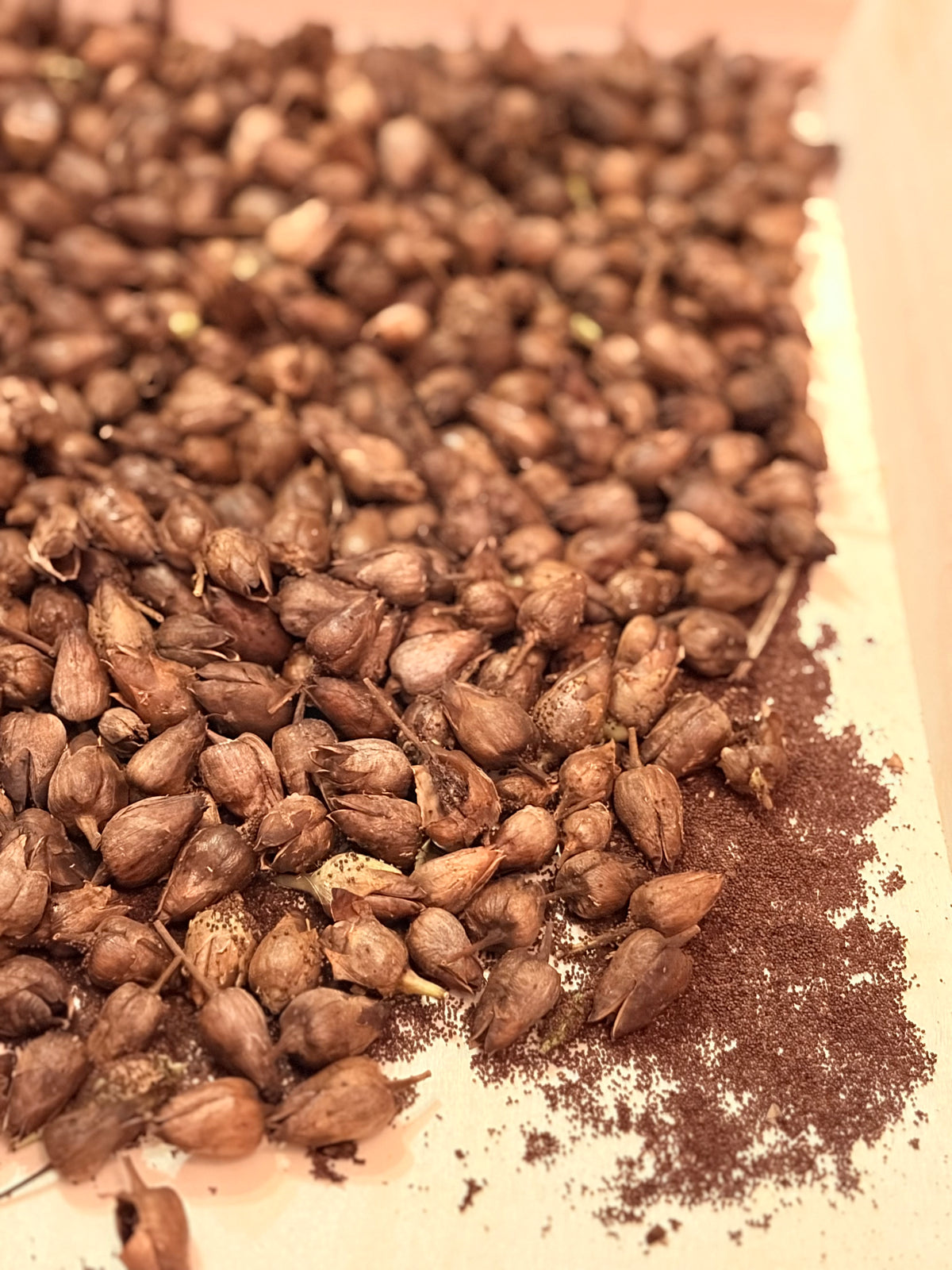 “Ahus” Tobacco Seeds