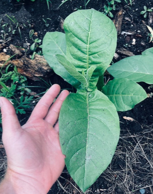 “Ahus” Tobacco Seeds
