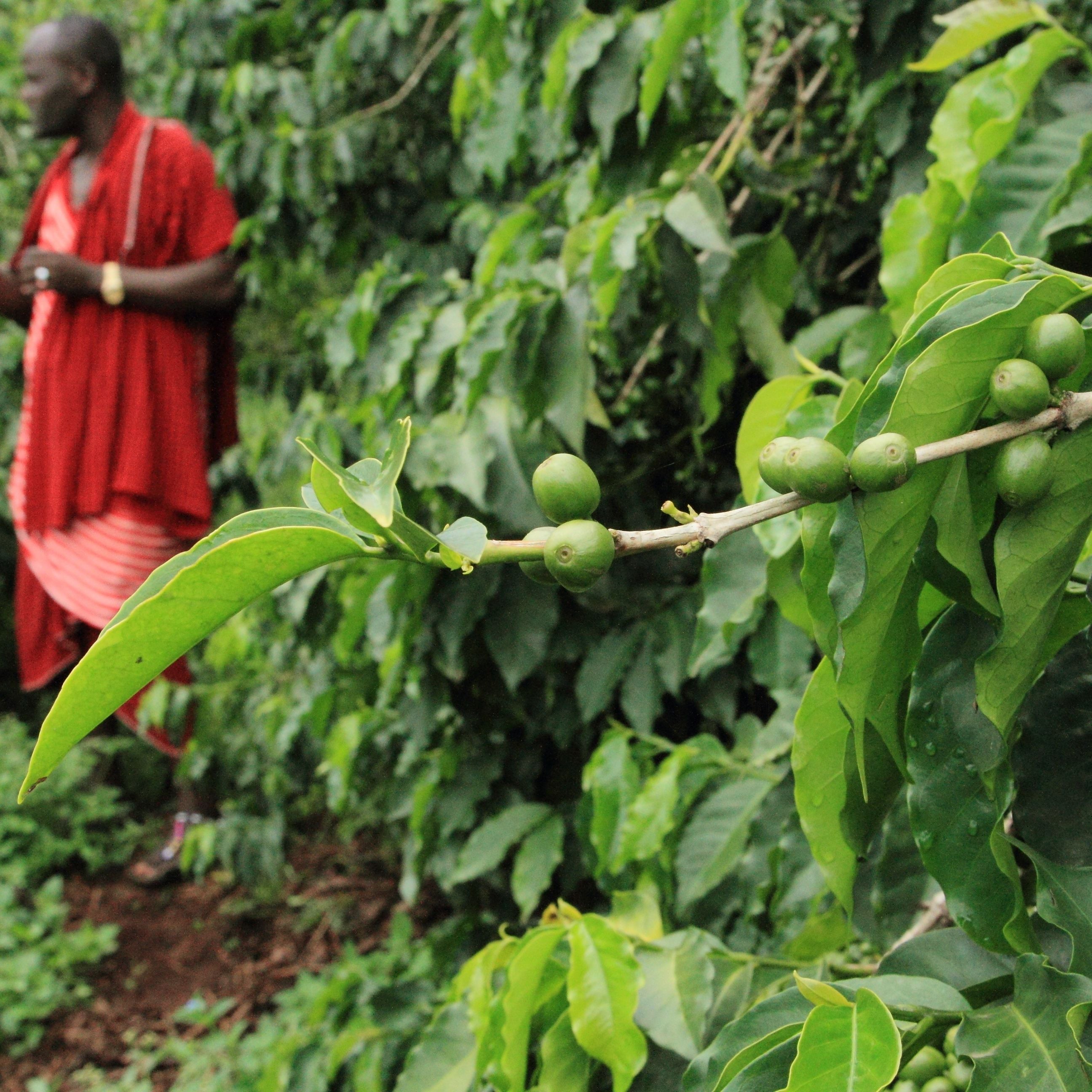 Tanzania Peaberry